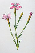 古董植物学插图:粉红少女，石竹