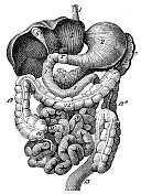 十二指肠小肠解剖雕刻1894年 十二指肠小肠解剖雕刻1894年