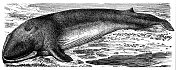 细鲸（Balaenoptera physalus）