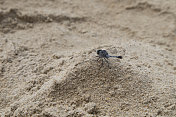 沙滩上的小黑蜻蜓(Leucorrhinia dubia)