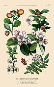 手工着色的植物雕刻，植物王国的历史，维多利亚植物插图，第49版，大约1853年