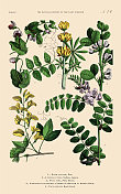 手工着色的植物雕刻，植物王国的历史，维多利亚植物插图，板74，大约1853年