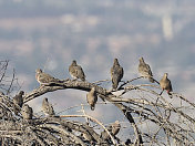 一群十只耳鸽栖息在一根老树枝上，俯瞰着城市