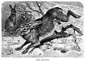 野兔插图1892