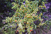 Piquillín Berries