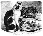 家用猫雕刻插图1892年