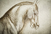 列奥纳多的素描和素描:马