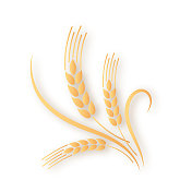 金色小麦穗收获装饰元素在透明的背景