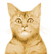 插图垂直铅笔画在棕褐色的猫的肖像在白色的背景