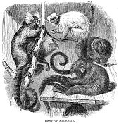 猴群狨猴雕刻插图1892