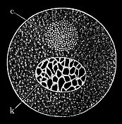 有中心体c和细胞核k及其网状结构的细胞