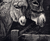 驴子:1887年马厩里幸福的一对夫妇(XXXL，有许多细节)