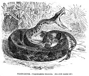 矛头蛇雕刻插图1892