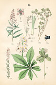 水车前草，七叶树，北极星花，高山蓝莓，石南，杂草- 1883年植物插图