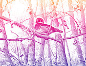 一只雄木鸭栖息在树枝上 一只雄木鸭栖息在树枝上