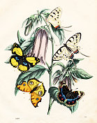亚洲蝴蝶和风铃花彩色版画，1860年