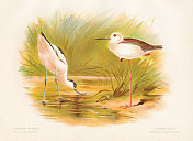 普通牛油果和高跷鸟雕刻彩色版画1892