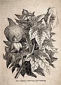 复古插图，棉花植物，显示豆荚破裂，19世纪