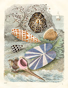 海螺:粗花呢海螺，黑白相间的圆锥体，主教字冠，真海螺，蜗牛膝盖骨，蛏子色板插图1857