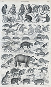 哺乳动物，雕刻插图雕刻1840