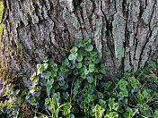 Creeping Charlie Weed Growing on Tree