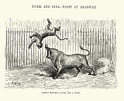 公牛和老虎之间的战斗，阿兰胡埃斯，马德里，西班牙，西班牙19世纪的历史