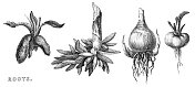 根的类型-块茎植物，木刻1884年