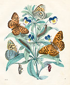 珍珠蝴蝶-来自1852年“世界之书”的非常罕见的盘子