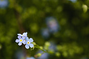 小蓝花花园背景