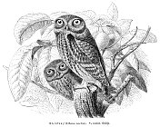小猫头鹰(Athene noctua)鸟雕刻插图1892