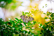 微距摄影一只白色和黄色的蝴蝶展开翅膀休息在绿色的热带植物。
