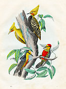 巴西啄木鸟-非常罕见的盘子从“世界之书”1859年