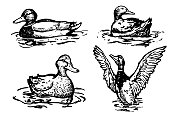 鸭子在水上插图