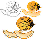 甜瓜涂色书 甜瓜涂色书