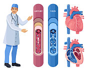 医生正在检查循环系统。动脉和静脉。