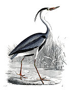 苍鹭鸟-非常罕见的盘子从“世界之书”1846年