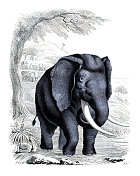非洲象-来自1846年《世界书》的非常罕见的盘子