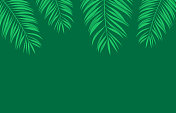 棕榈叶叶夏季绿色树冠热带背景