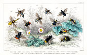 蜜蜂的种类-插图雕刻1872年