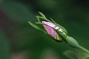 粉红玫瑰花蕾