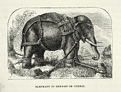 19世纪60年代维多利亚时代，野生大象被绑在笼子里