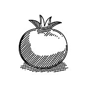 番茄线图标，草图设计，像素完美，可编辑笔触。标志、标志、符号。蔬菜，新鲜，有机，农场。