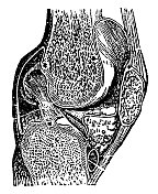 人体膝关节的医学插图- 19世纪
