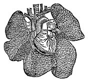 人体心脏的医学插图和周围肺叶的位置- 19世纪