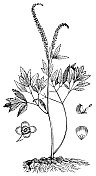 黑升麻花(Actaea Racemosa) - 19世纪
