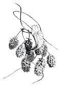 植物啤酒花属葎草插图1859