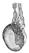人类睾丸和精静脉的医学插图- 19世纪