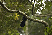 Black-billed Turaco