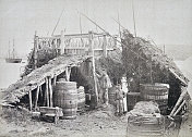 纽芬兰，北部海岸，大木桶里的鱼肝油，1886年