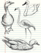 水鸟草图